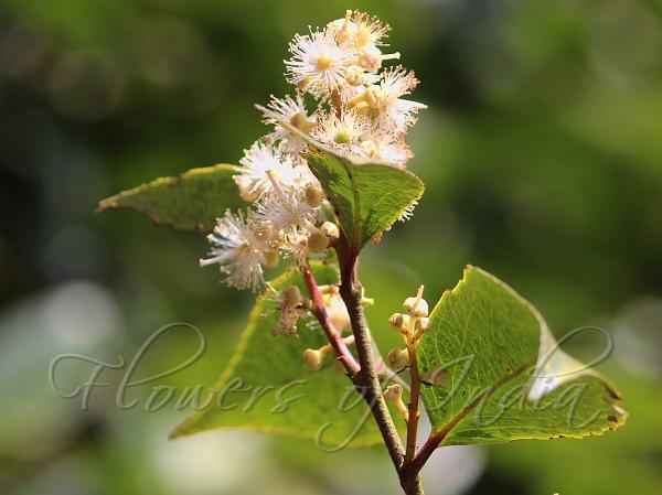 Mysore Potato Plum